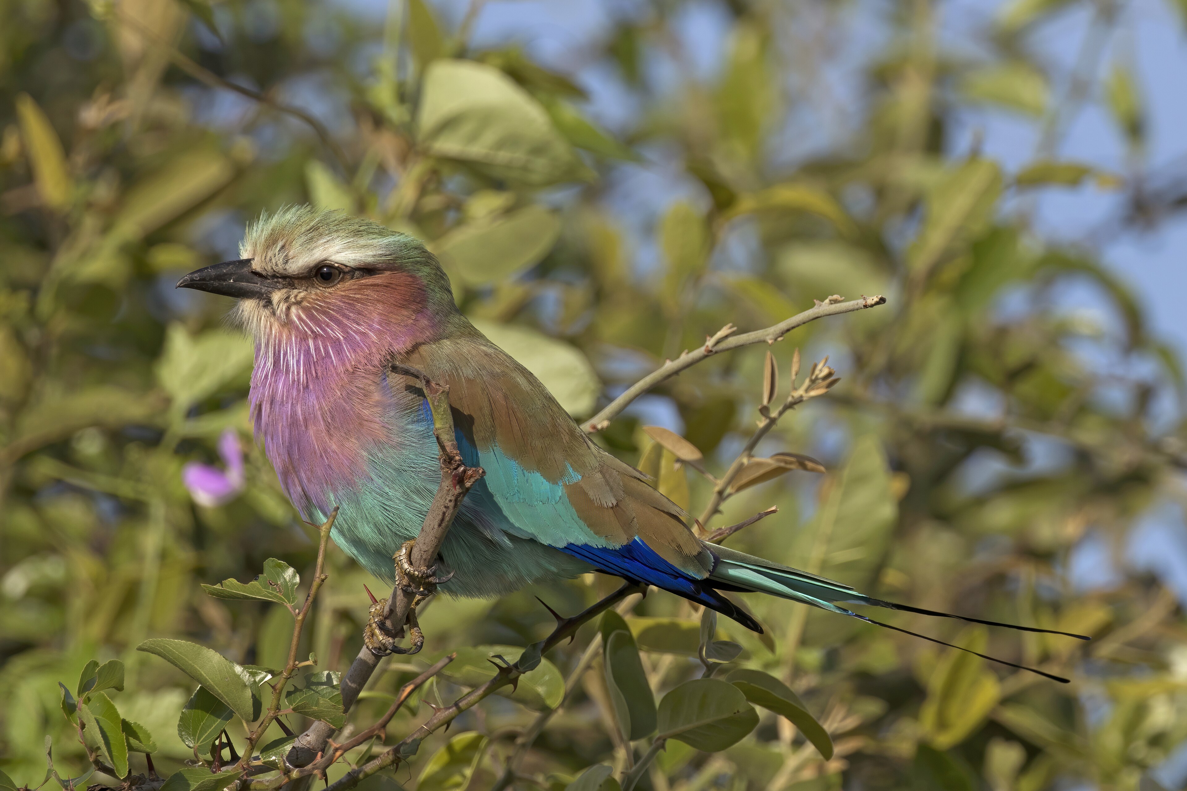 Lilac-breasted roller