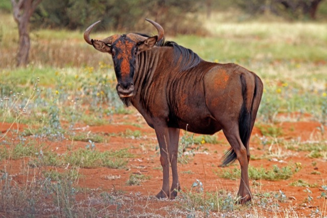 Wildebeest field photograph used for comparison in the Wild This Way guide