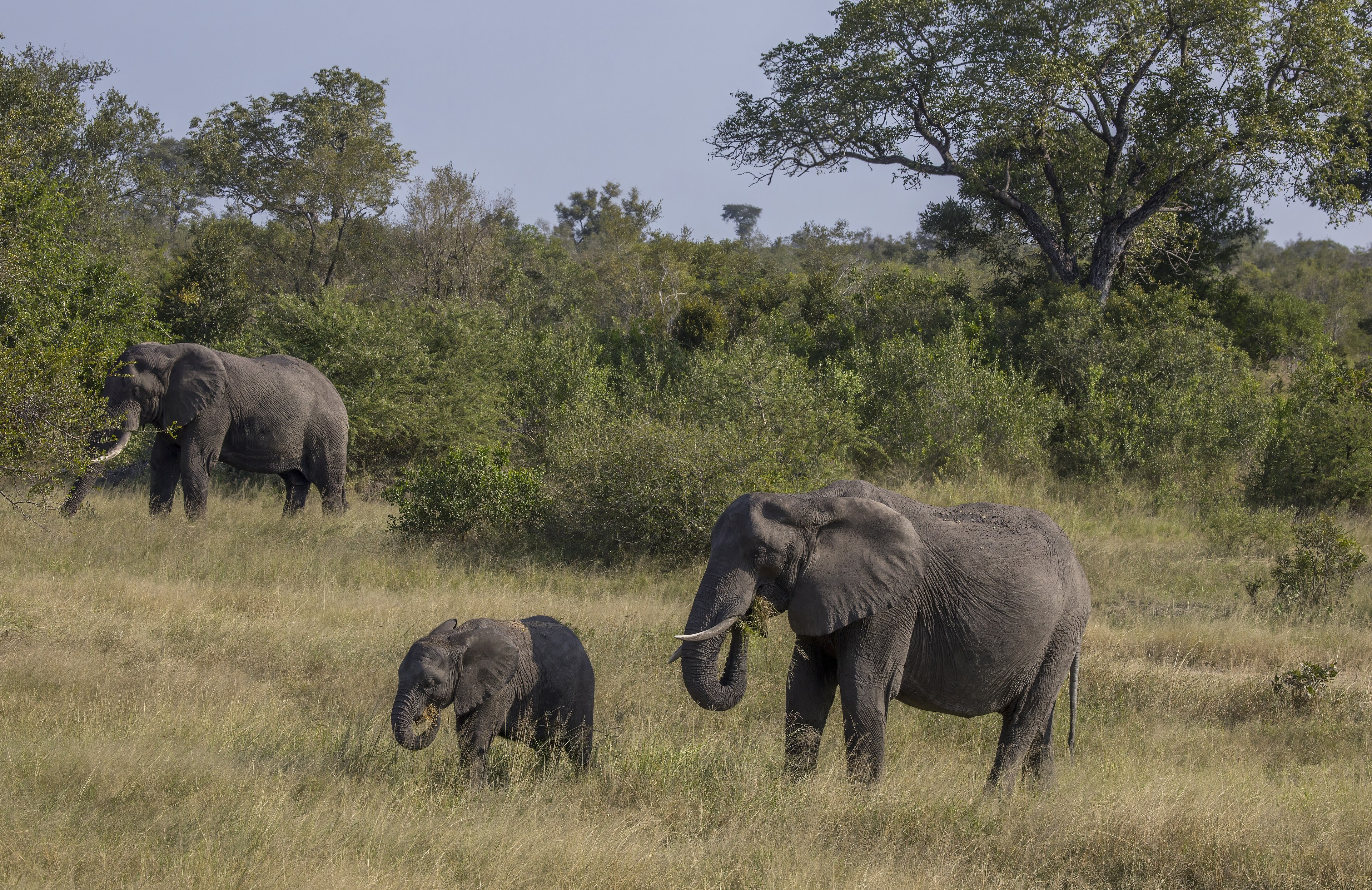 African elephant in South African bushveld