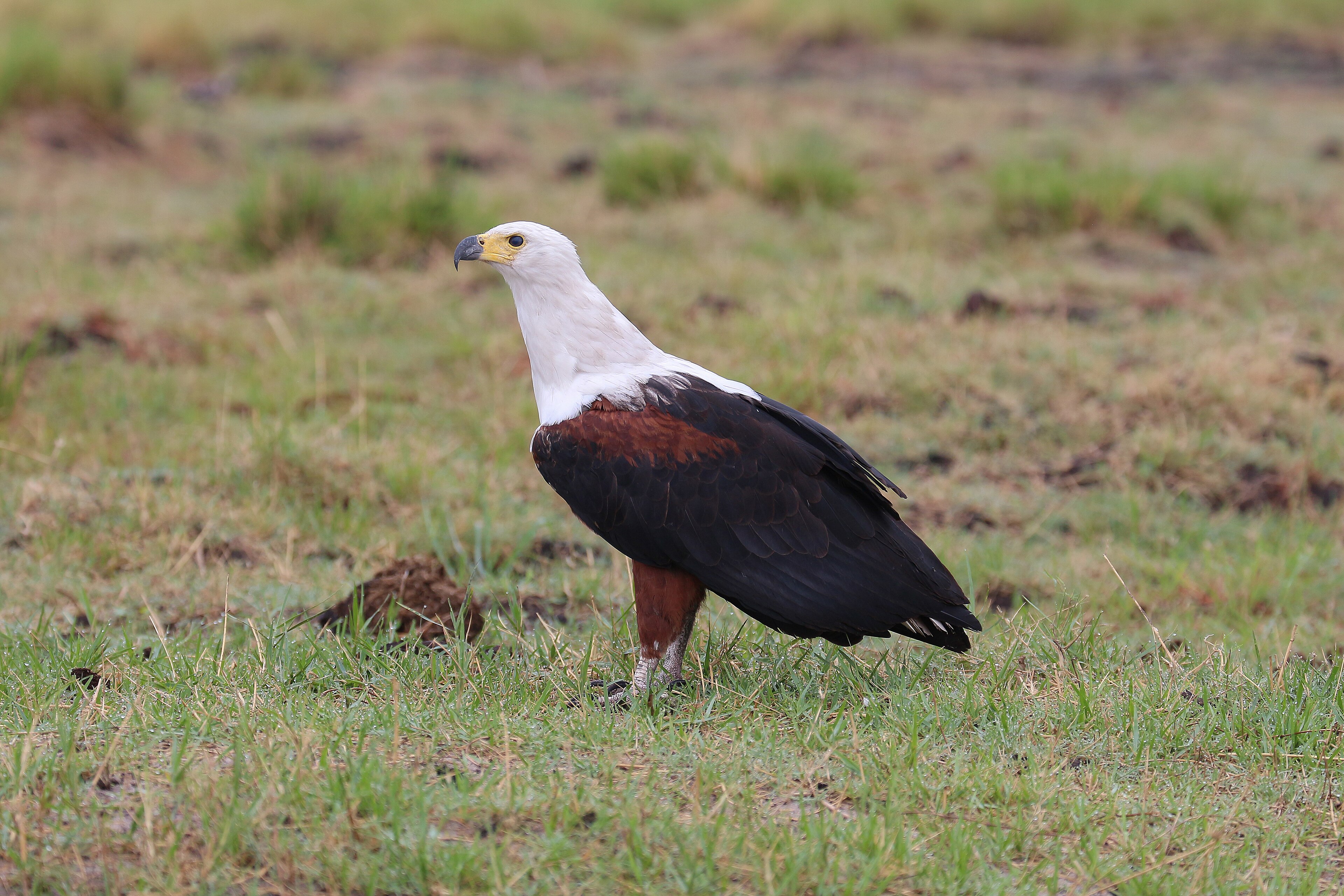 African fish eagle perched near water