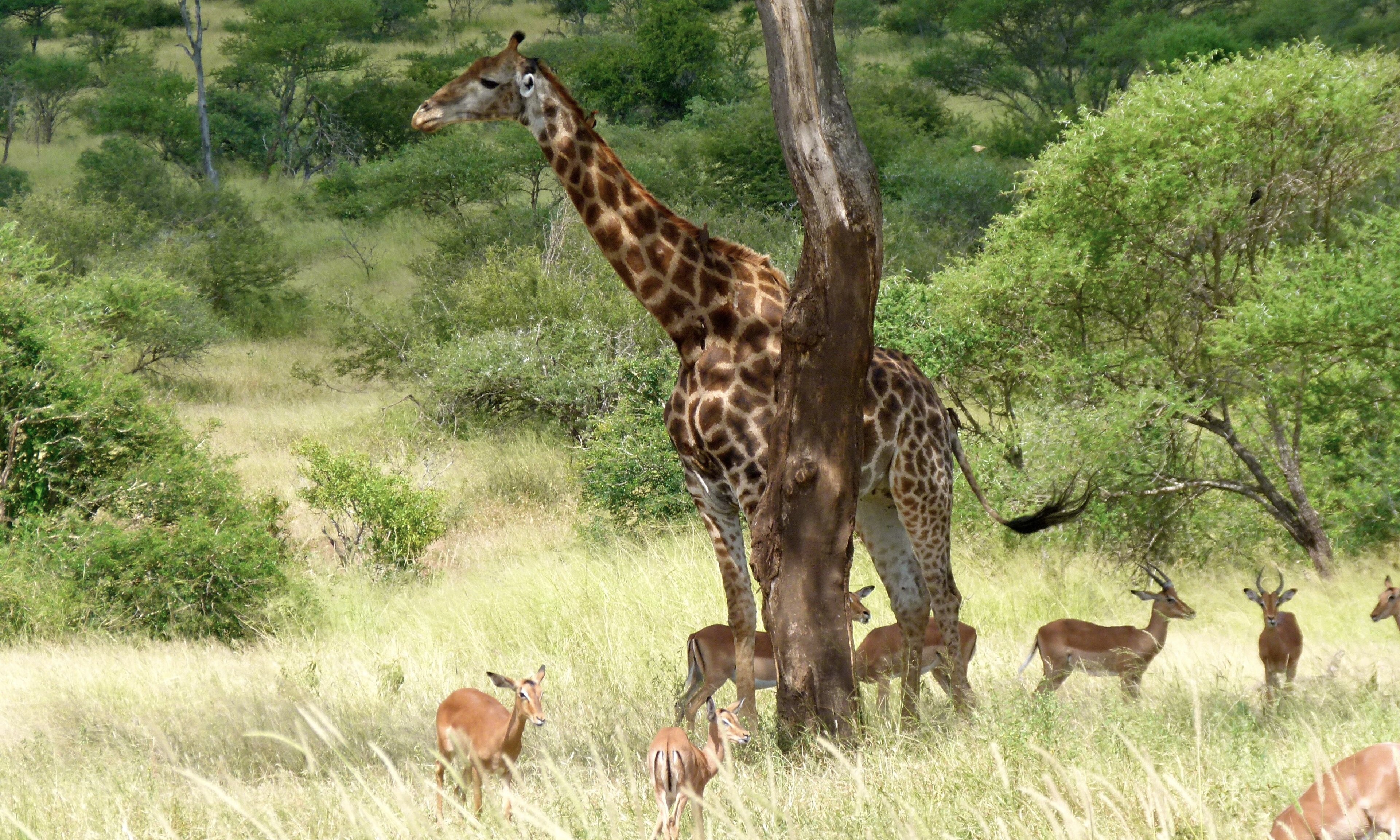 Giraffe moving through South African bushveld