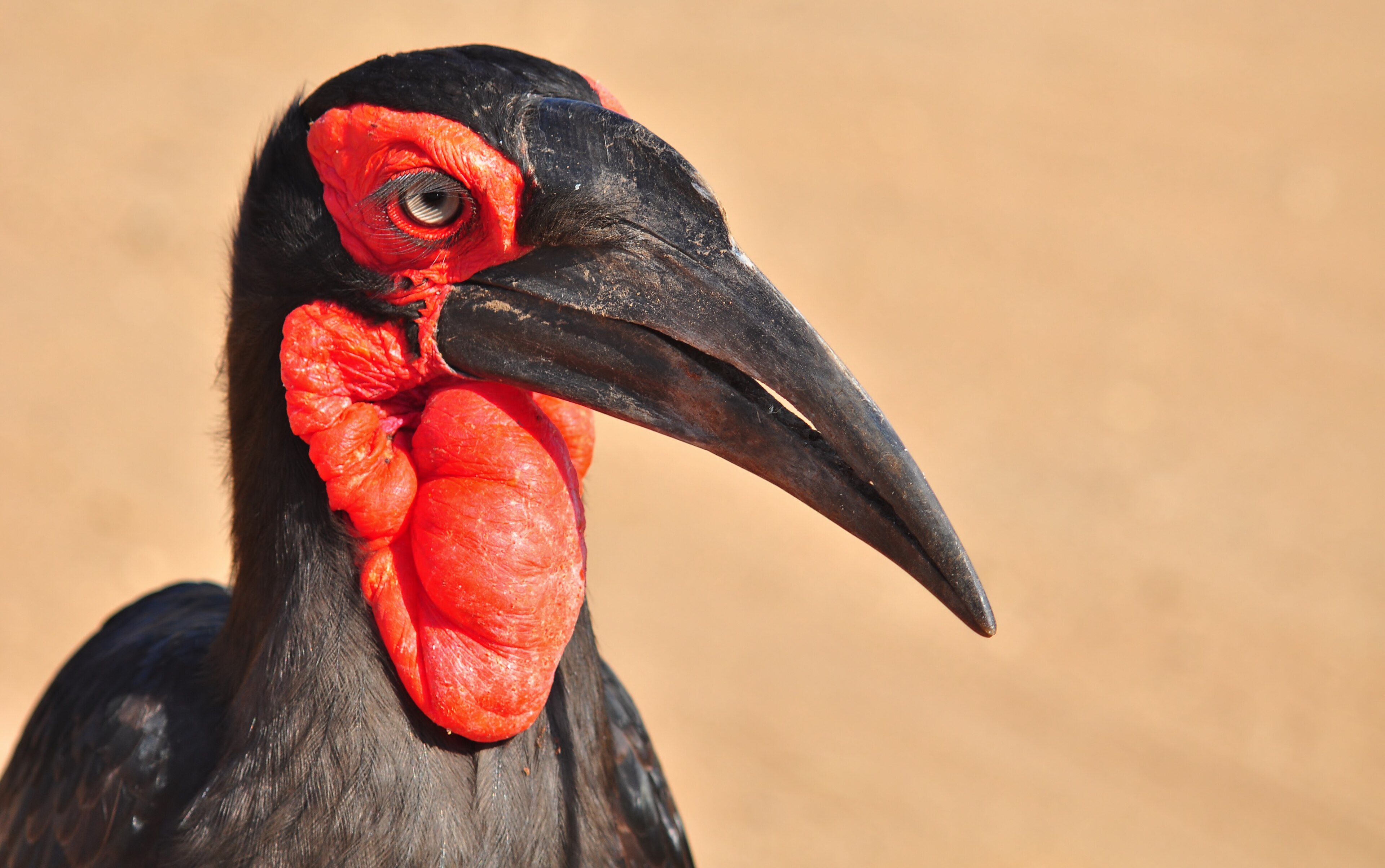 Southern ground hornbill walking in grassland