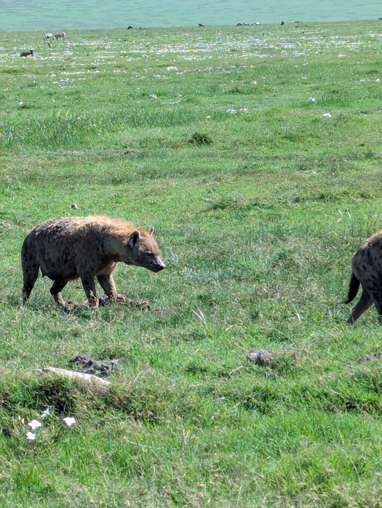 Spotted hyena in South African savanna