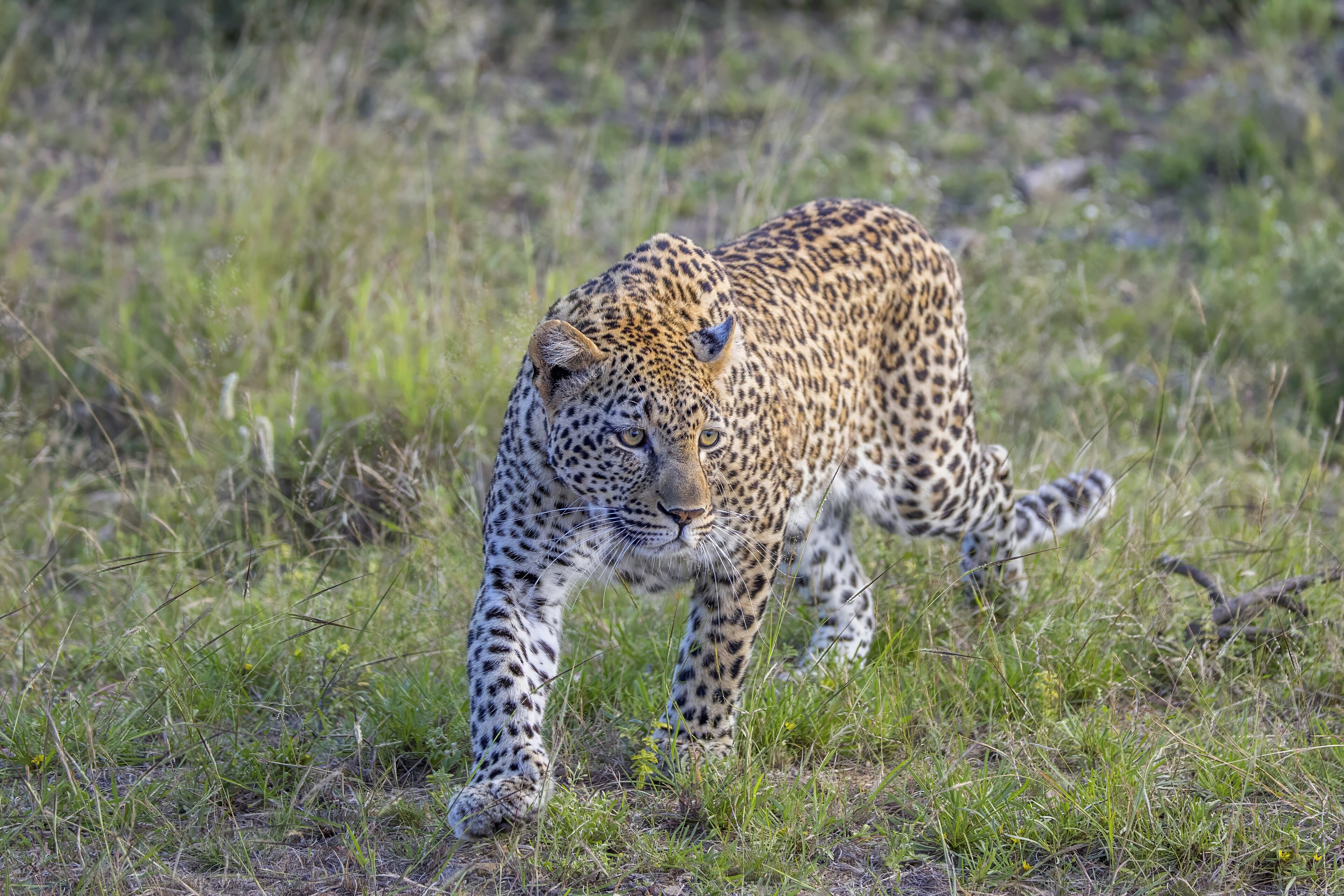 African leopard in dappled bushveld light