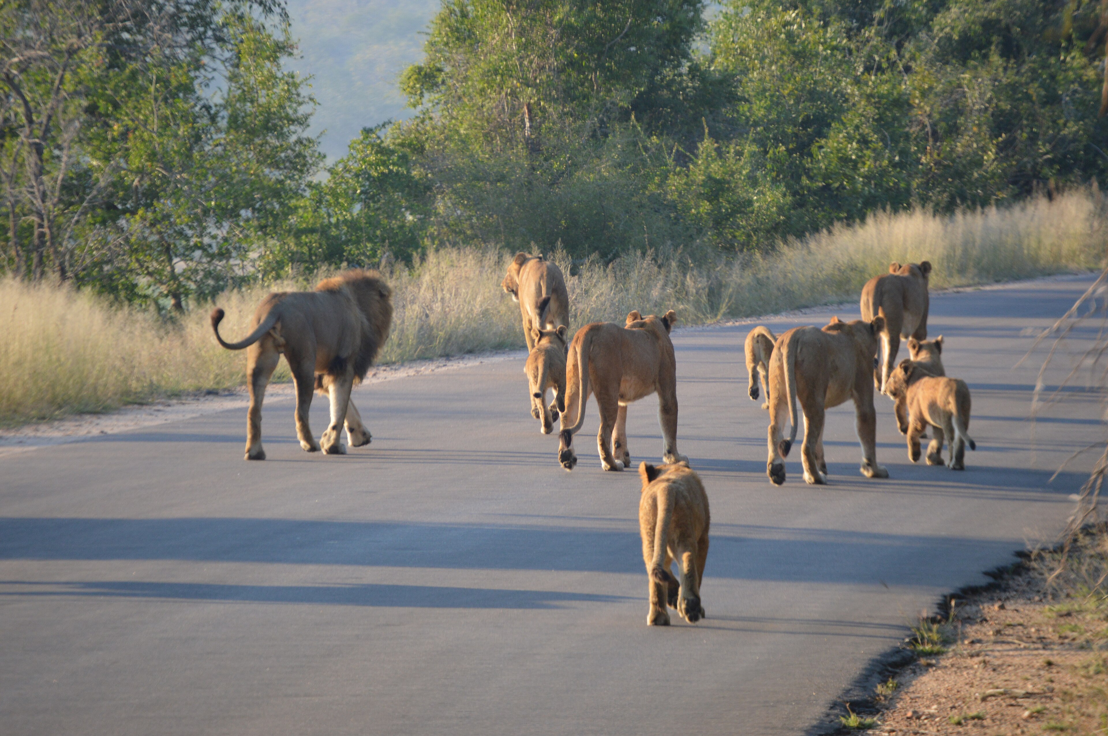 Lion pride walking on a reserve road