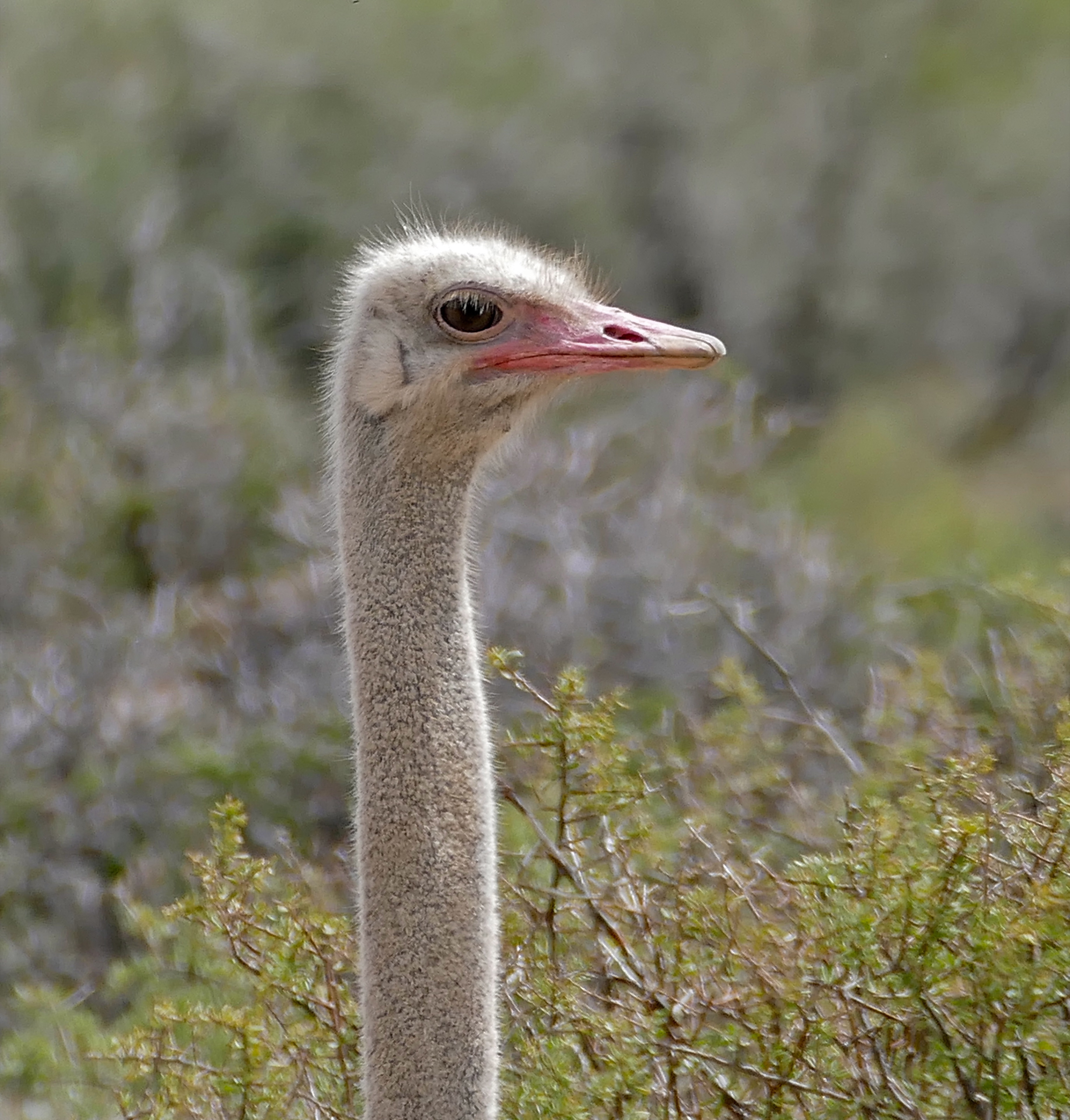 Common ostrich on open grassland