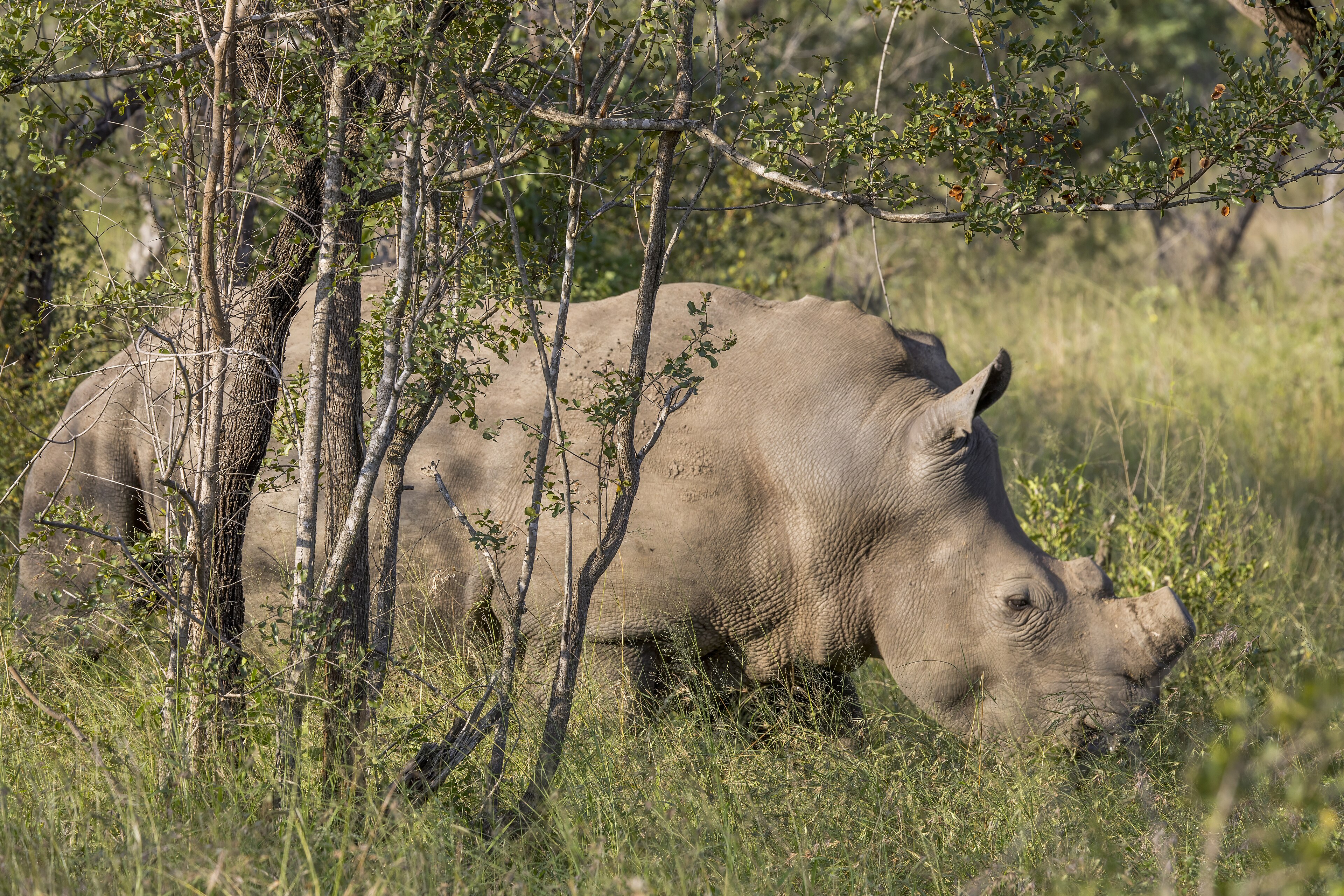 White rhinoceros photographed without publishing its location
