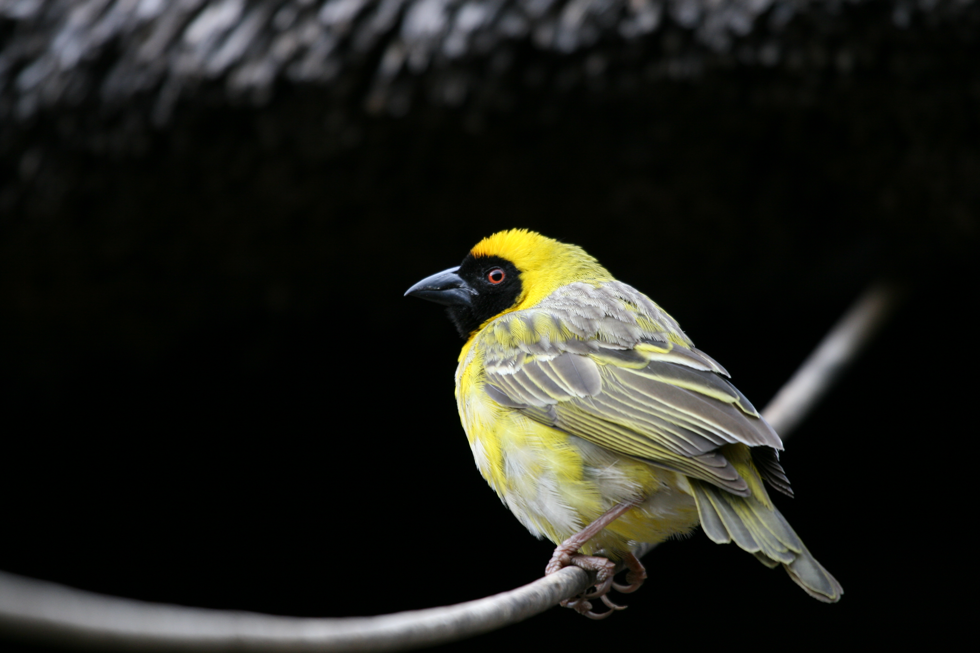 Southern masked weaver perched near vegetation