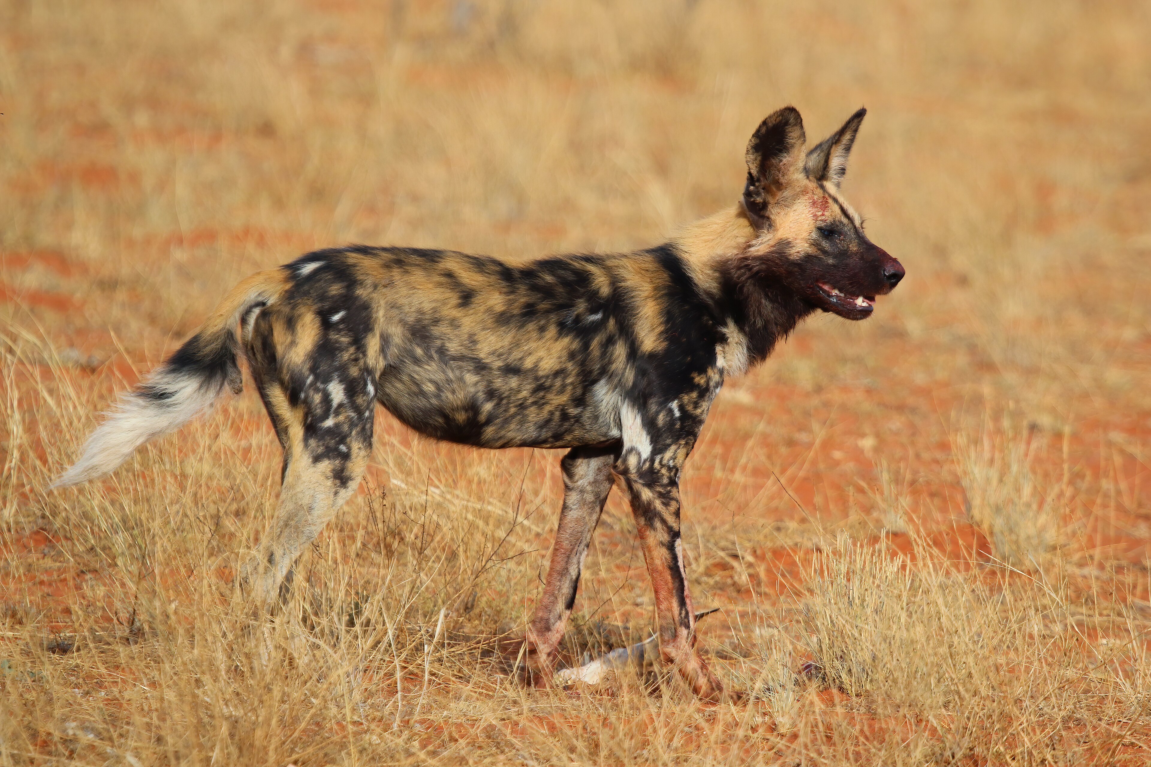African wild dog resting in the bushveld