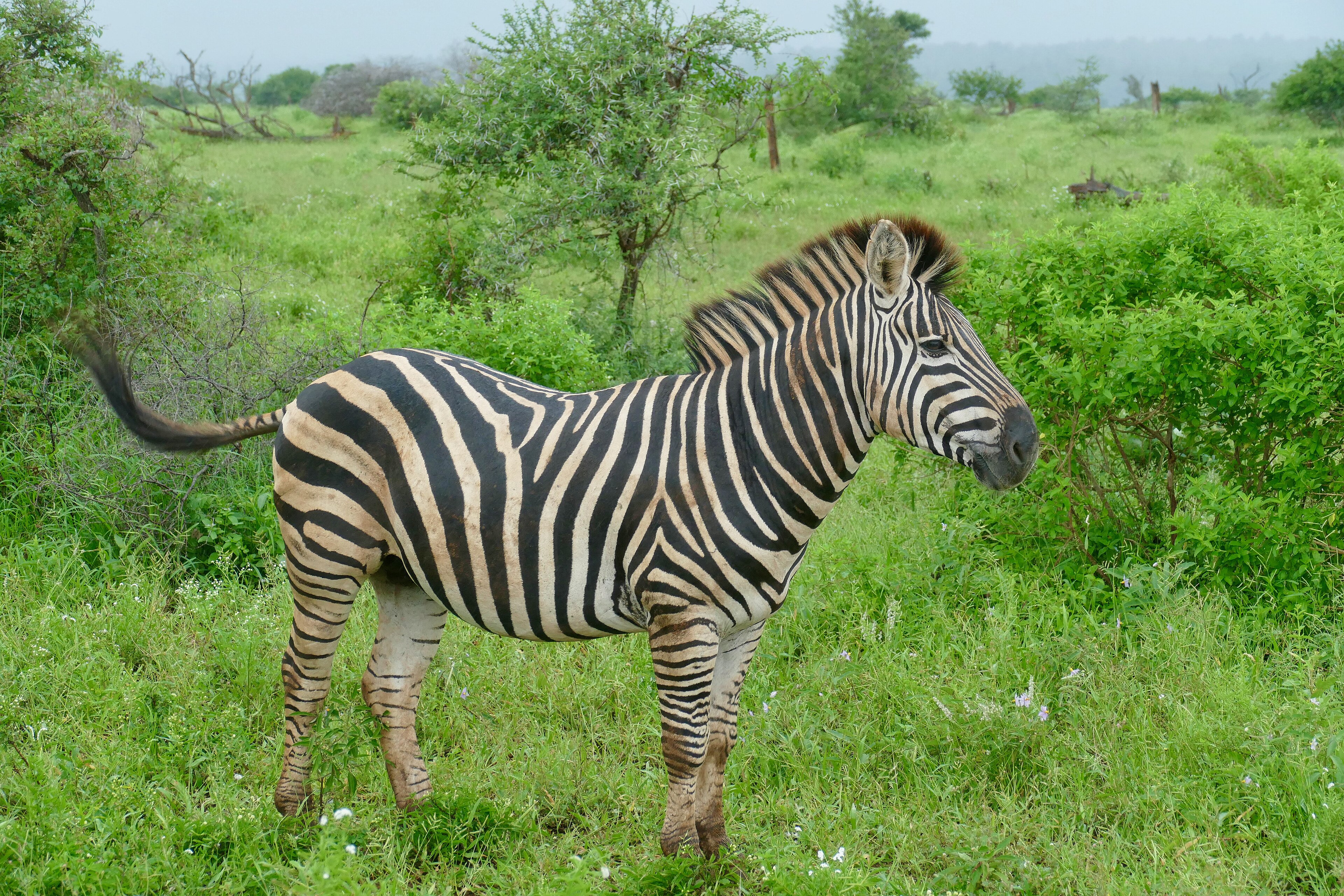 Plains zebra standing in South African grassland